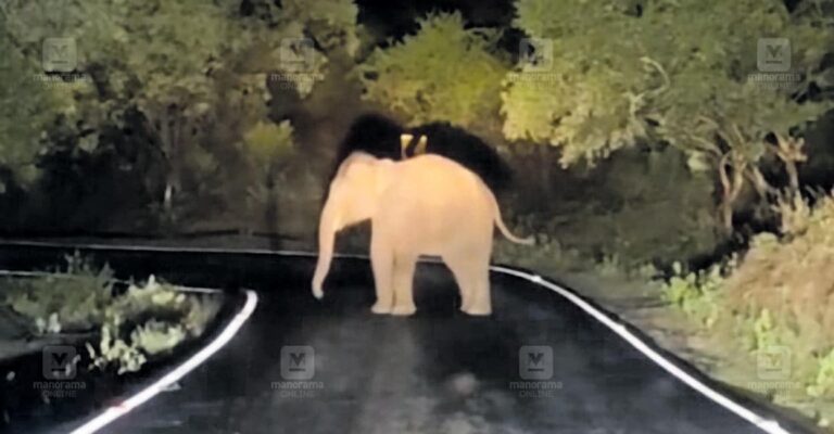 wild-elephants-blocking-roads.jpg