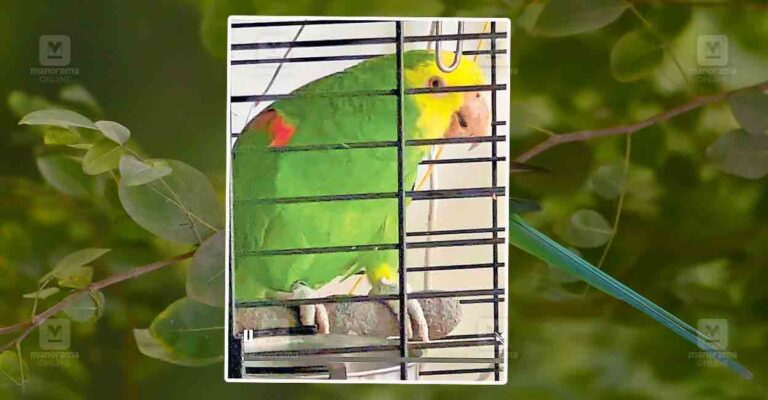 yellow-parrots-missing.jpg