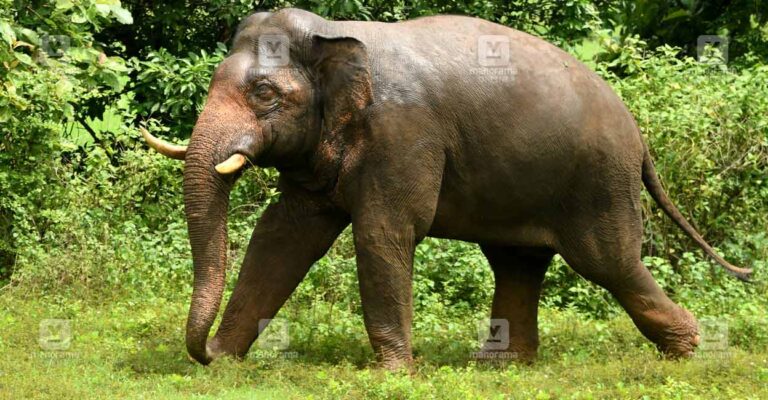 1760324184_wild-elephant.jpg