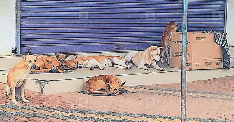 1761720141_stray-dogs.jpg