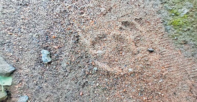 Leopard-Footprints.jpg