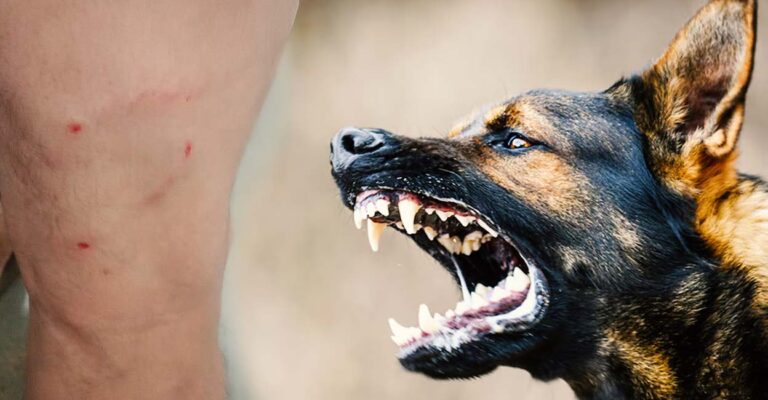 actor-bitten-by-dog.jpg