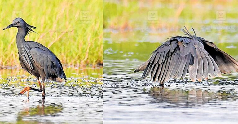 african-bird.jpg