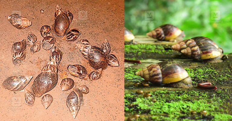 african-snails-palakkad-1.jpg