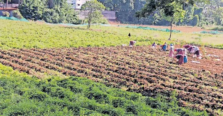 agricultural-harvest.jpg