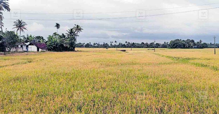 alappuzha-paddy-filed.jpg
