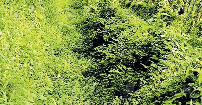 canal-pollution.jpg