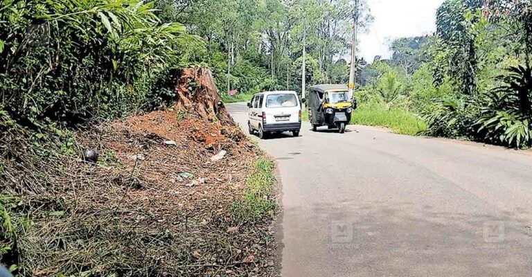 danger-tree-in-road.jpg