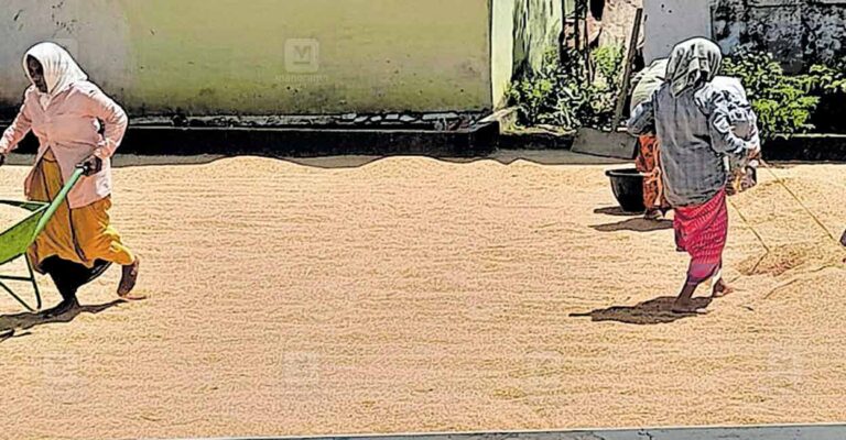 drying-rice.jpg