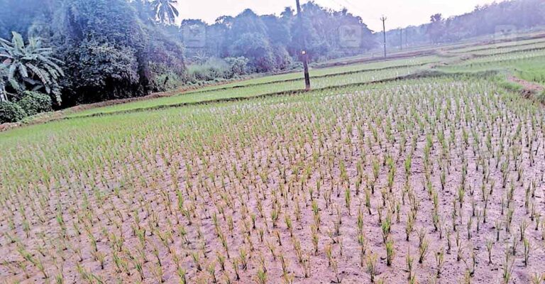 edappalam-paddyfields.jpg