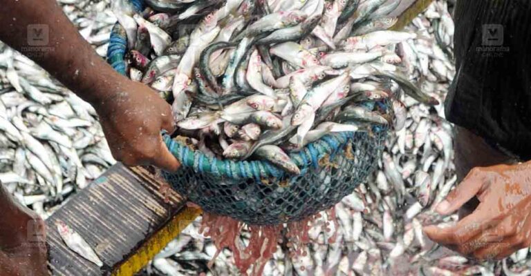 ekm-fish-mathi.jpg