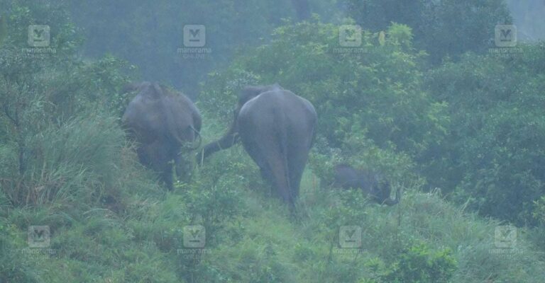 elephants-and-baby-on-the-way-gavi.jpg