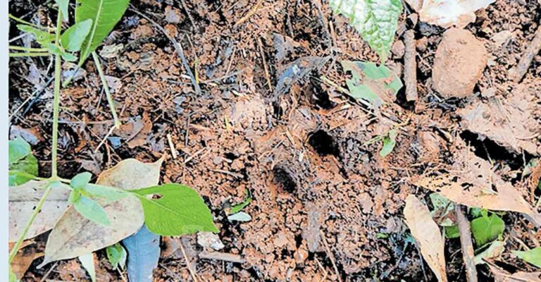 forest-patrolling-leopard-sighting.jpg