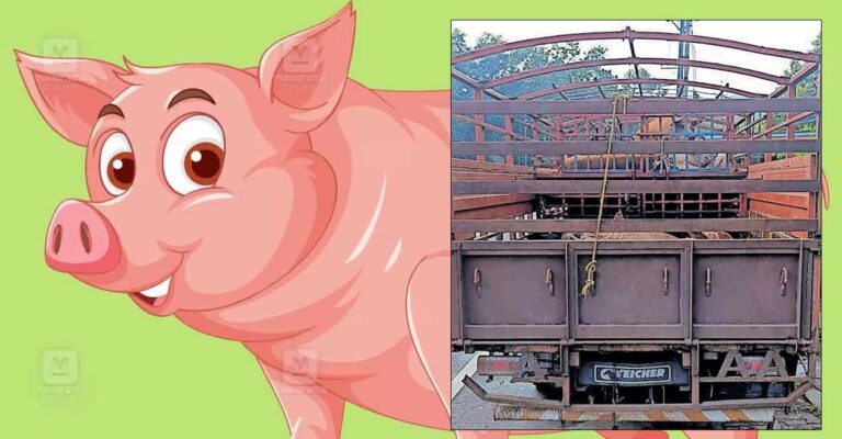 illegal-pig-transpor.jpg