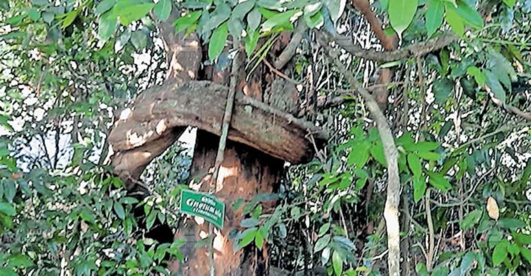 kalamassery-wild.jpg