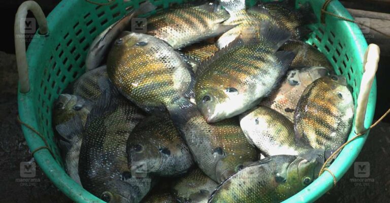 karimeen-availability.jpg