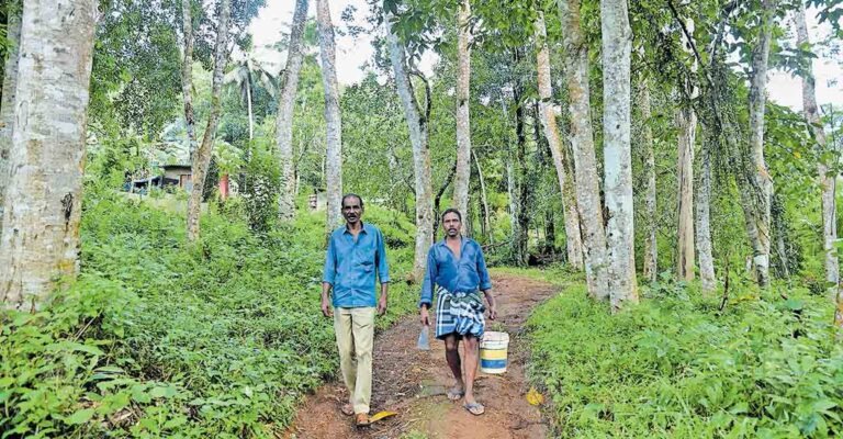 kollam-forest-area.jpg