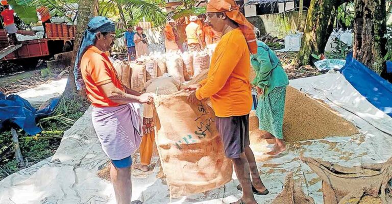 ktm-kumarakom-paddy-harvest.jpg