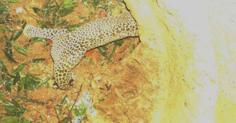 leopard-1.jpg