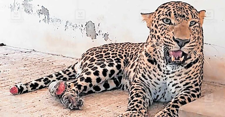 leopard.jpg