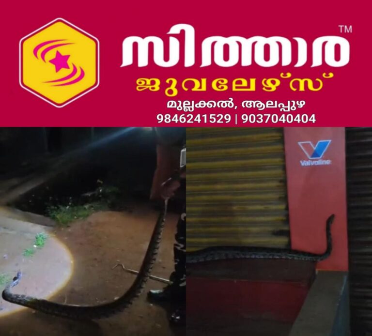 newskerala.net_1759305484_w-1280h-720format-jpgimgid-01k6f9wdp7grtjmc01sk7p6c4cimgname-python-1759302792903