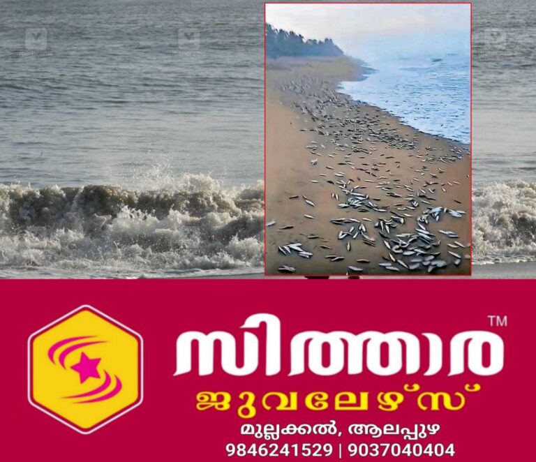 newskerala.net_1759382791_sardines-wash-ashore-nileshwaram