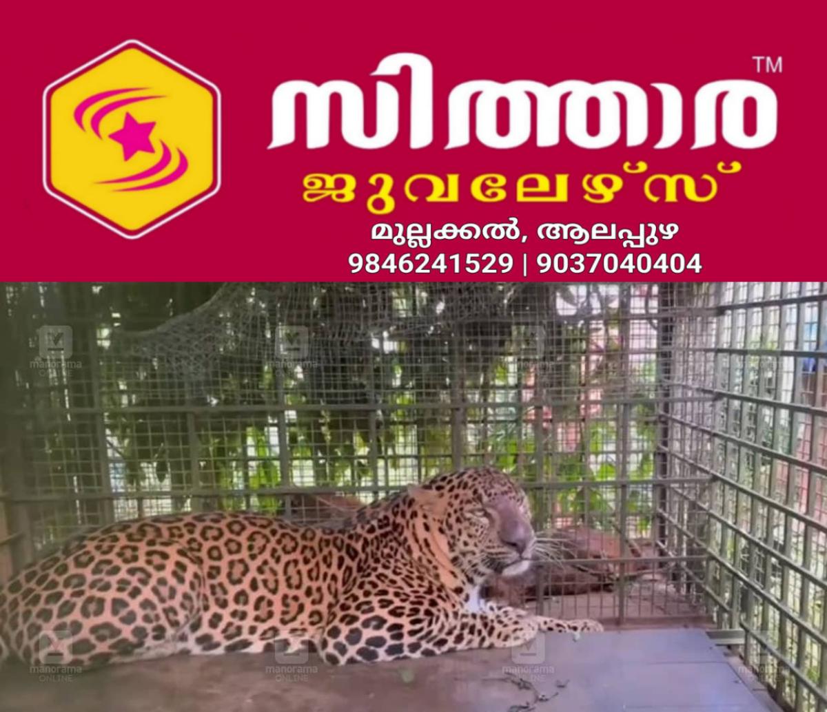 newskerala.net_1759418066_wayanad-tiger-captured-cheeral