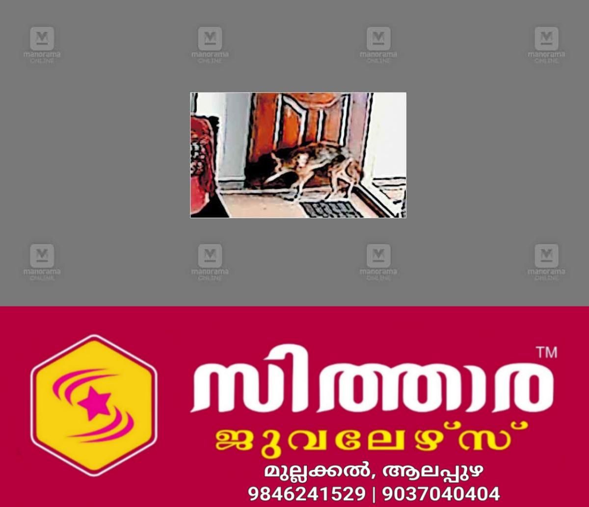 newskerala.net_1759472823_jackal