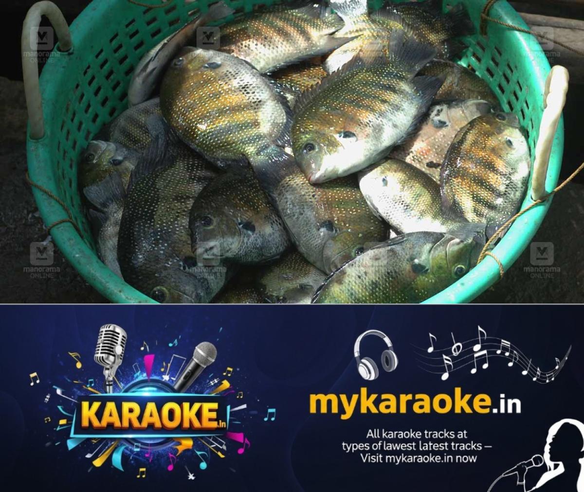 newskerala.net_1759476064_karimeen-availability