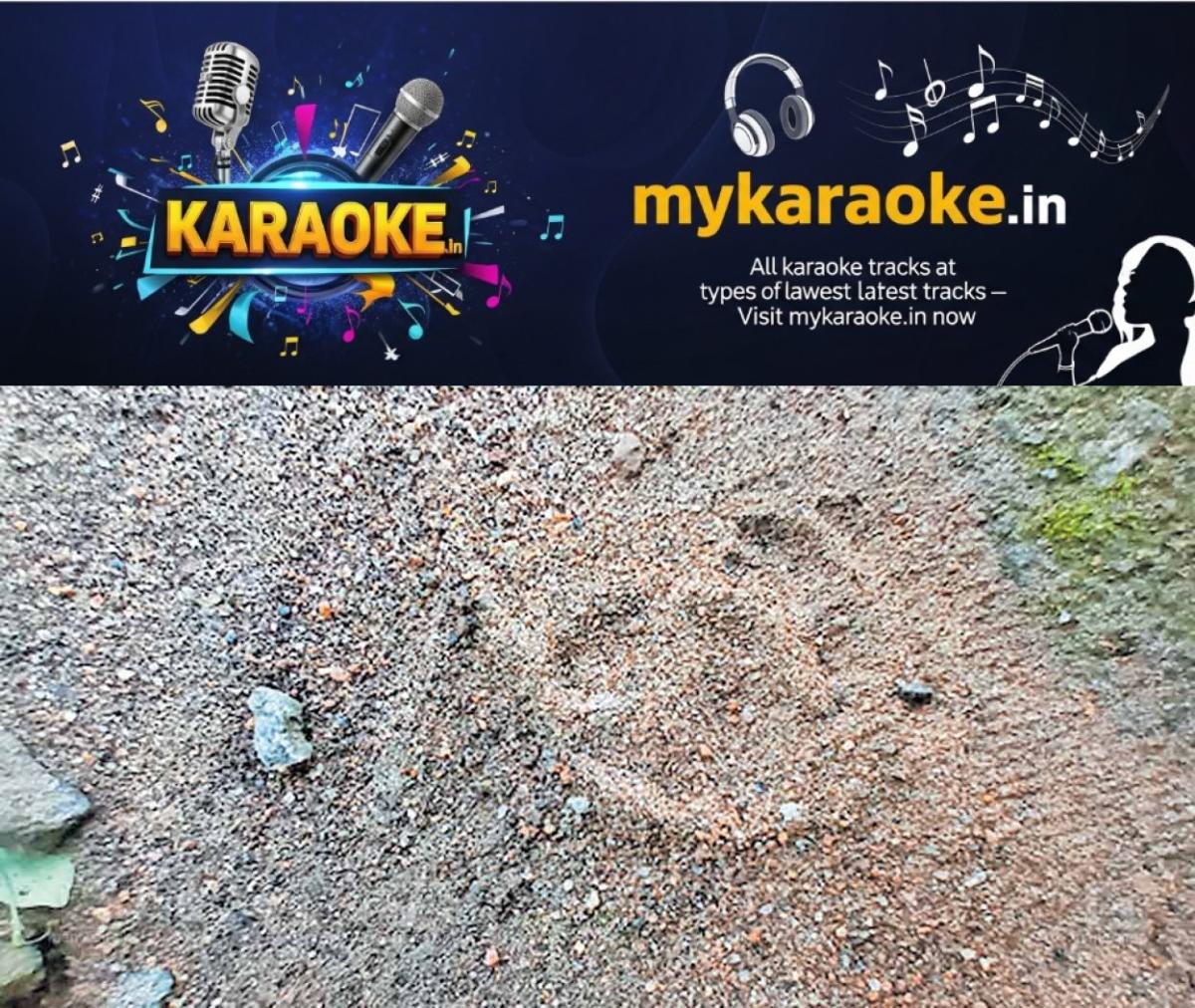 newskerala.net_1759556103_Leopard-Footprints