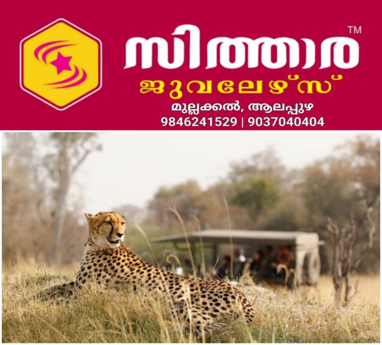 newskerala.net_1759571902_w-1280h-720format-jpgimgid-01k6q9qdbx29g3rcrjg2j68fqnimgname-cheetah-safari-1759571064188