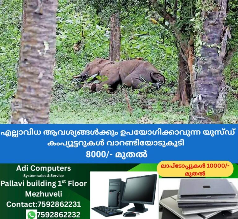 newskerala.net_1759636144_injured-elephant