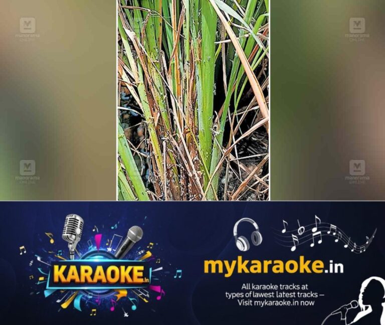 newskerala.net_1759639587_mankomb-paddy