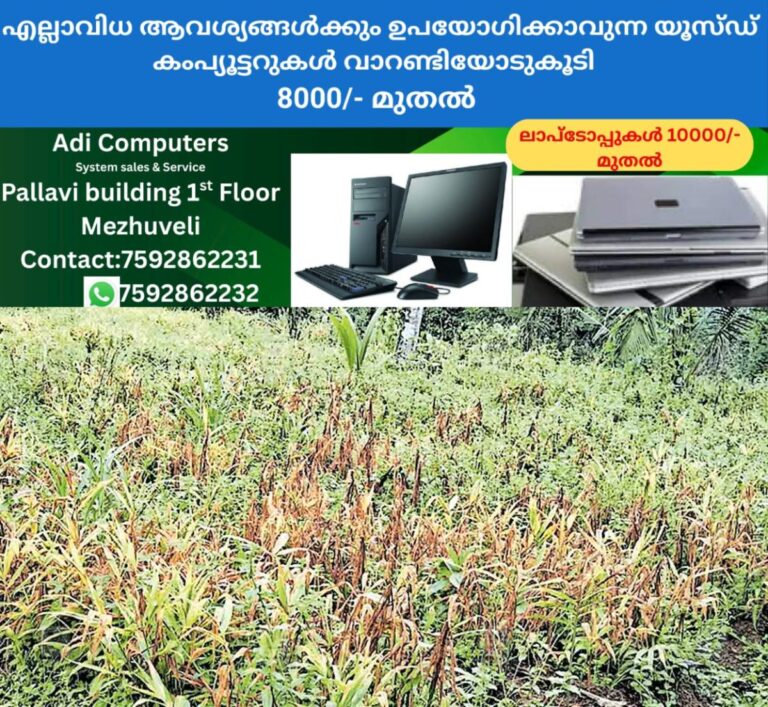 newskerala.net_1759644903_ginger-farming-disease