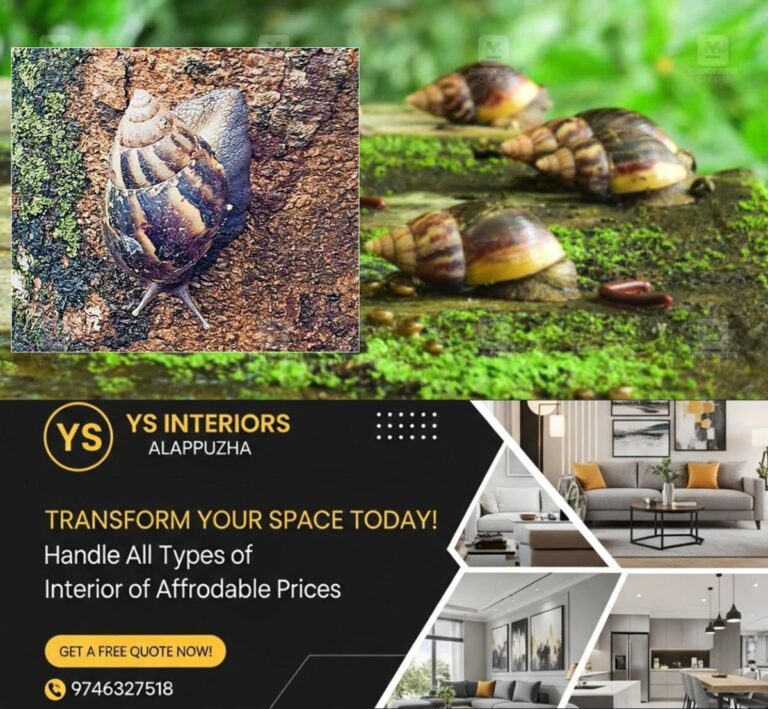 newskerala.net_1759726263_african-snail-idk