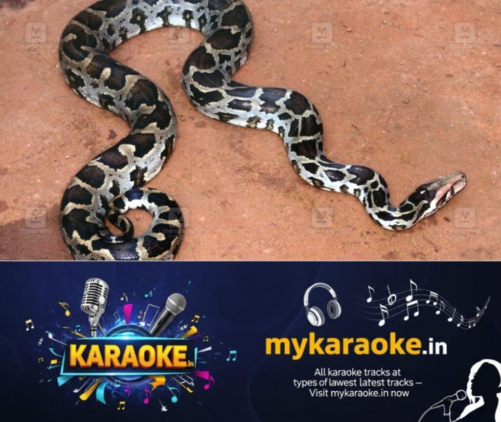 newskerala.net_1759732566_python-snake-1