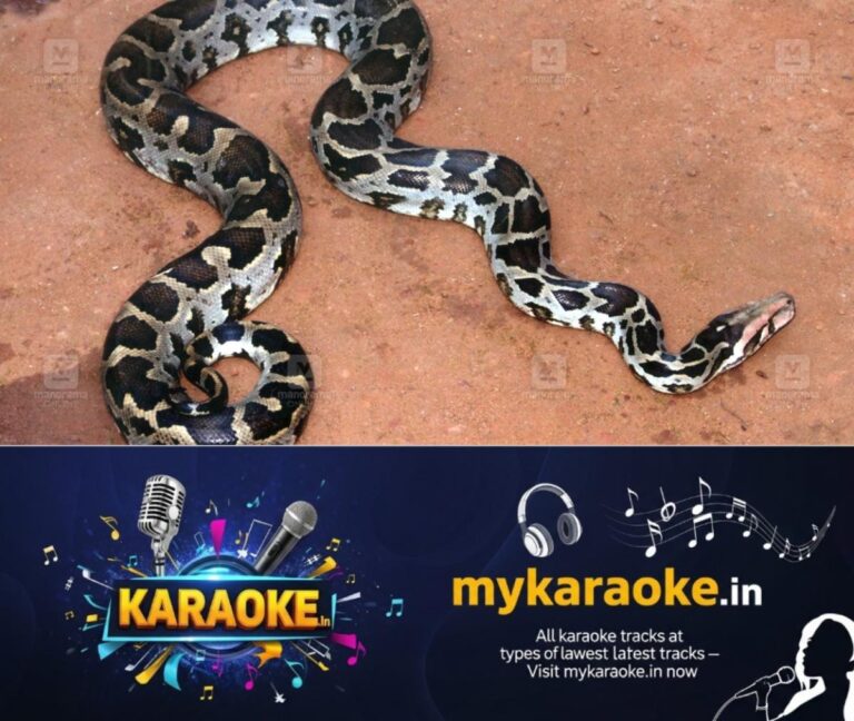 newskerala.net_1759732566_python-snake-1