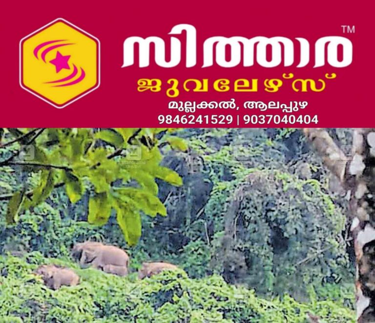 newskerala.net_1759735208_wild-elephant-nadapuram