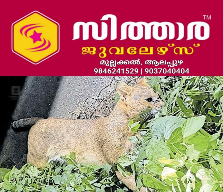 newskerala.net_1759778785_seethathodu-wild-cat-death