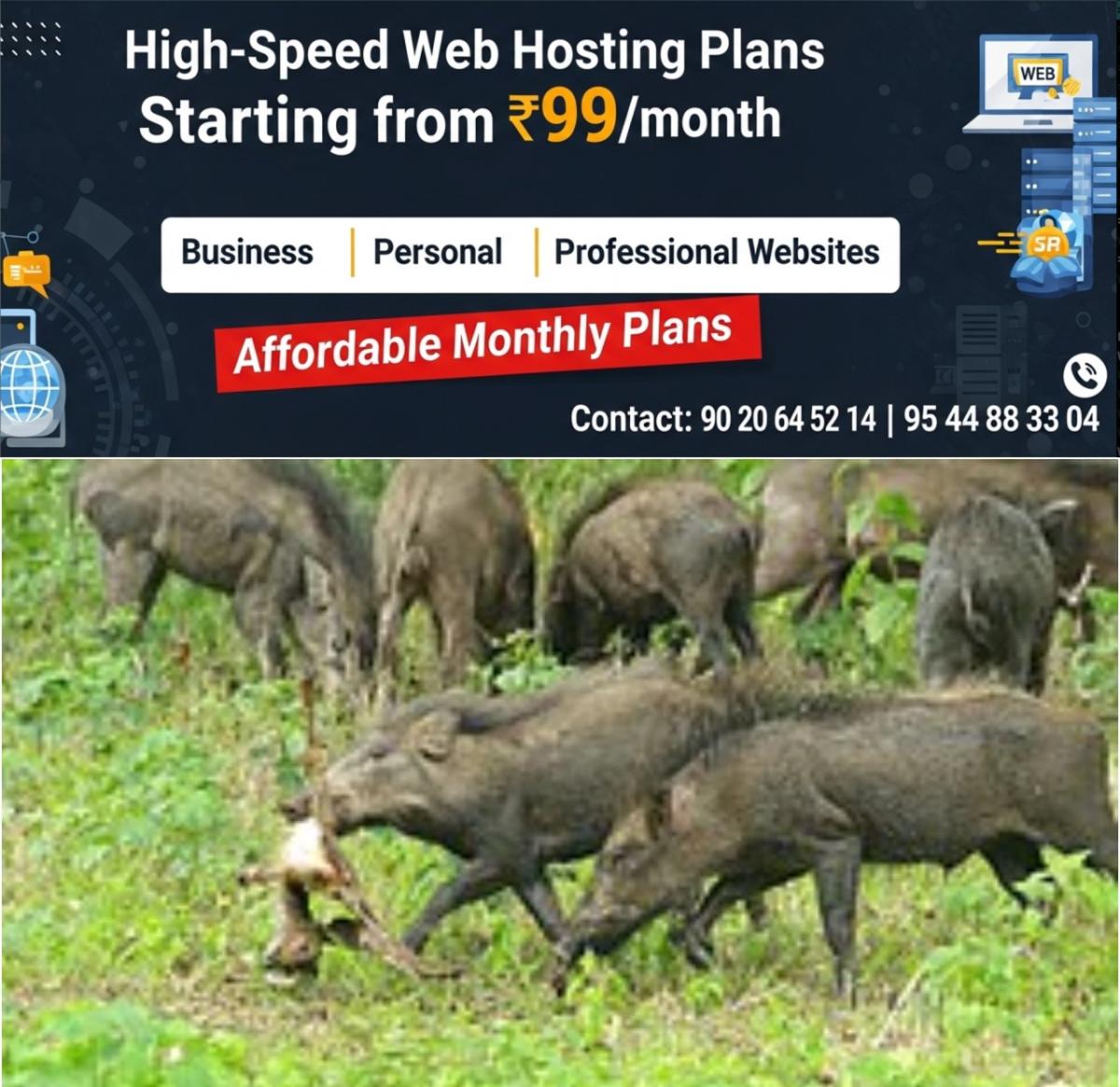 newskerala.net_1759830383_w-1280h-720format-jpgimgid-01k6z0kw5h5npx3xbhnxhfqbxaimgname-pig-1-1759829946545