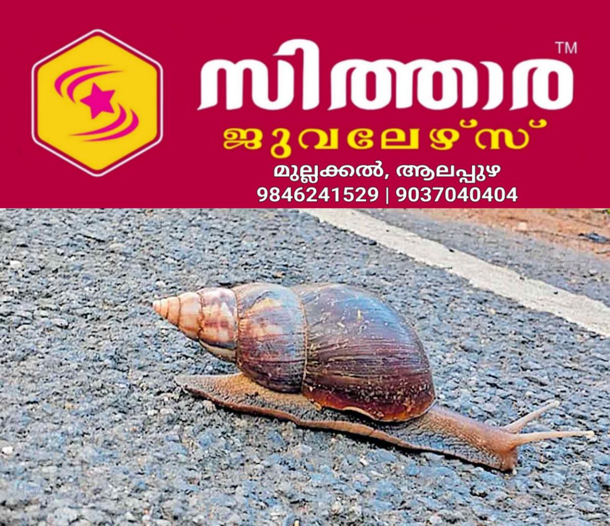 newskerala.net_1759898306_african-snail