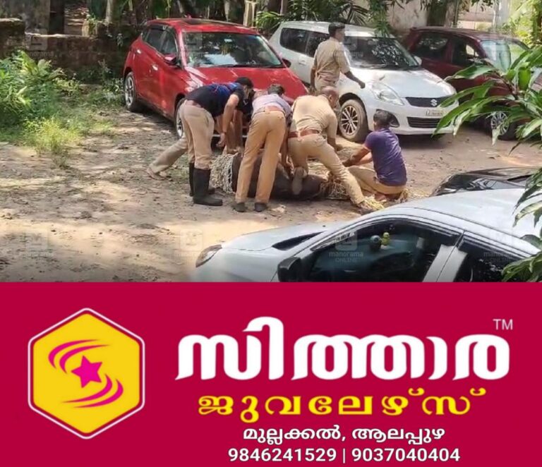 newskerala.net_1759930944_buffalo-attack-incident-details