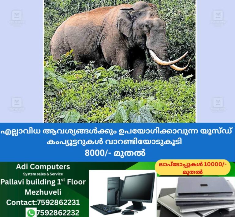 newskerala.net_1759961906_munnar-wild-elephants