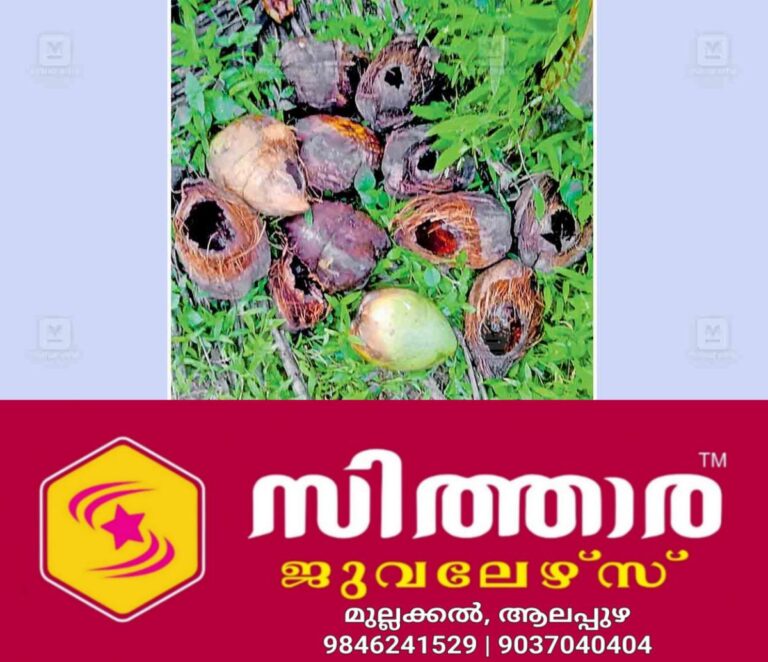 newskerala.net_1759987864_squarrel-eat-coconut
