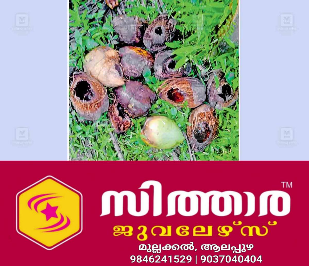 newskerala.net_1759987864_squarrel-eat-coconut