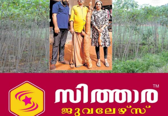 newskerala.net_1760084429_TAPIOCA-FARMING-1