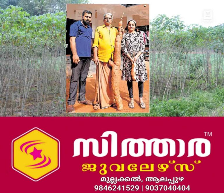 newskerala.net_1760084429_TAPIOCA-FARMING-1