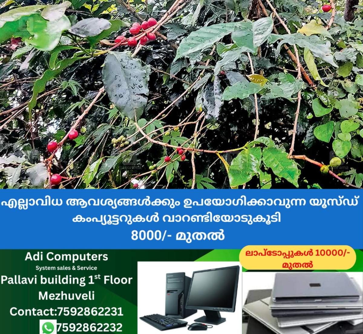 newskerala.net_1760130310_marayur-kappikuru