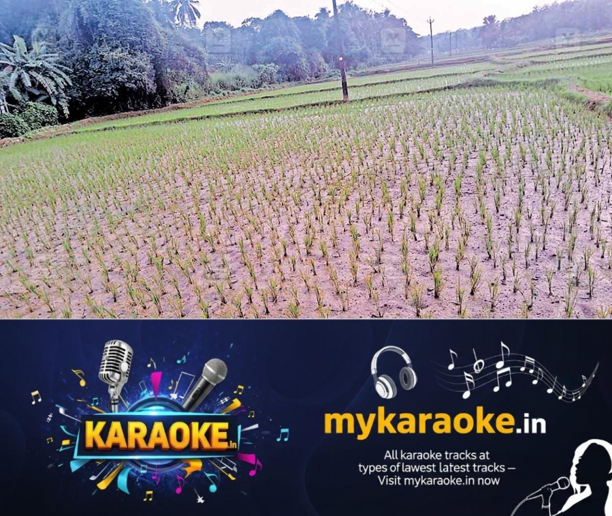 newskerala.net_1760252225_edappalam-paddyfields
