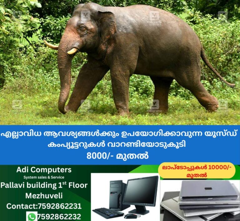 newskerala.net_1760324306_1760324184_wild-elephant
